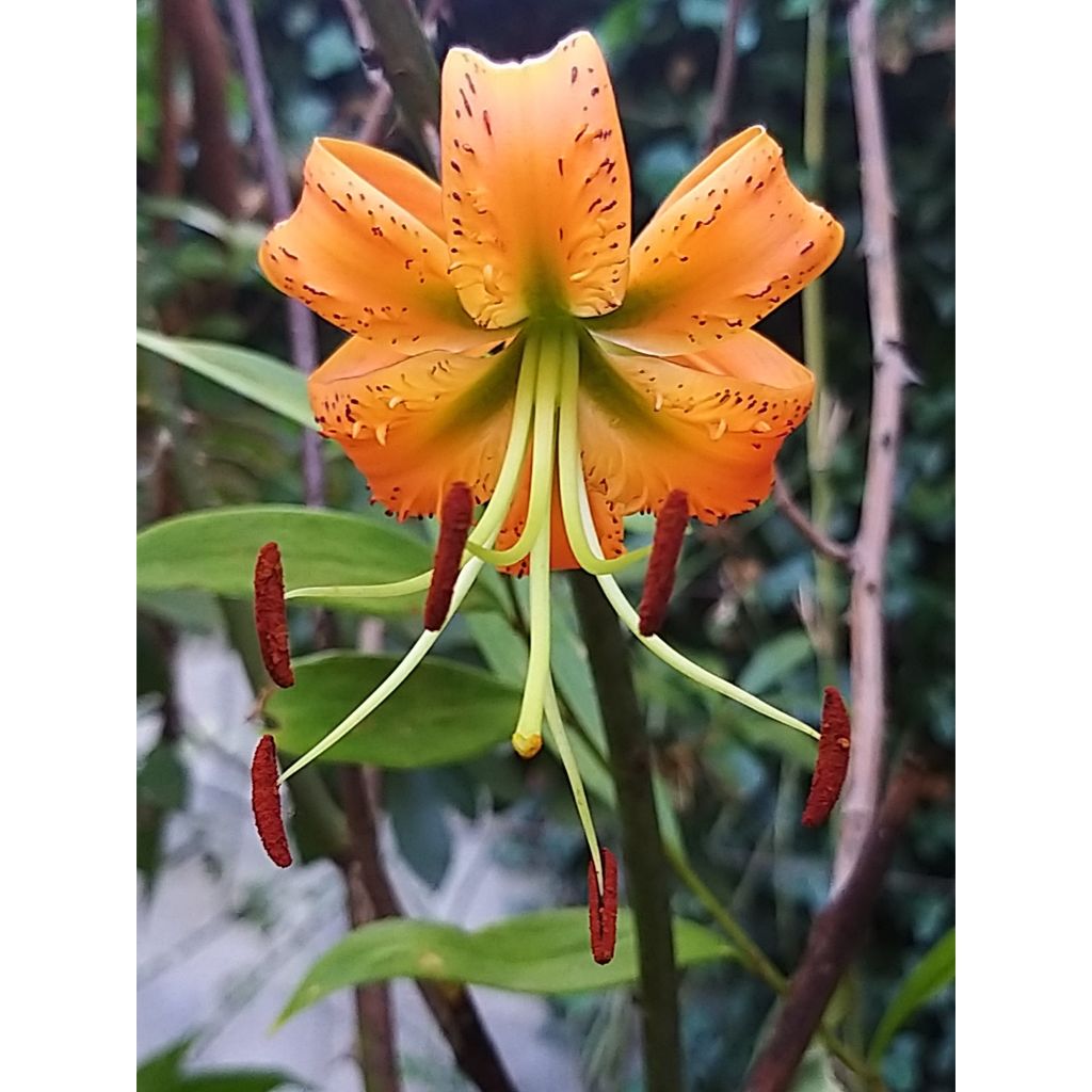 Lilium henryi - Giglio