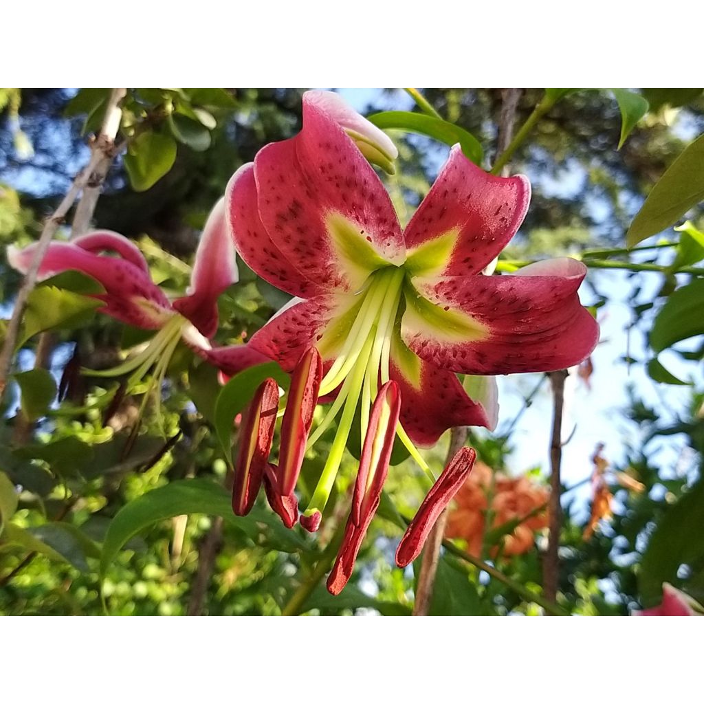 Lilium speciosum rubrum Uchida - Giglio giapponese