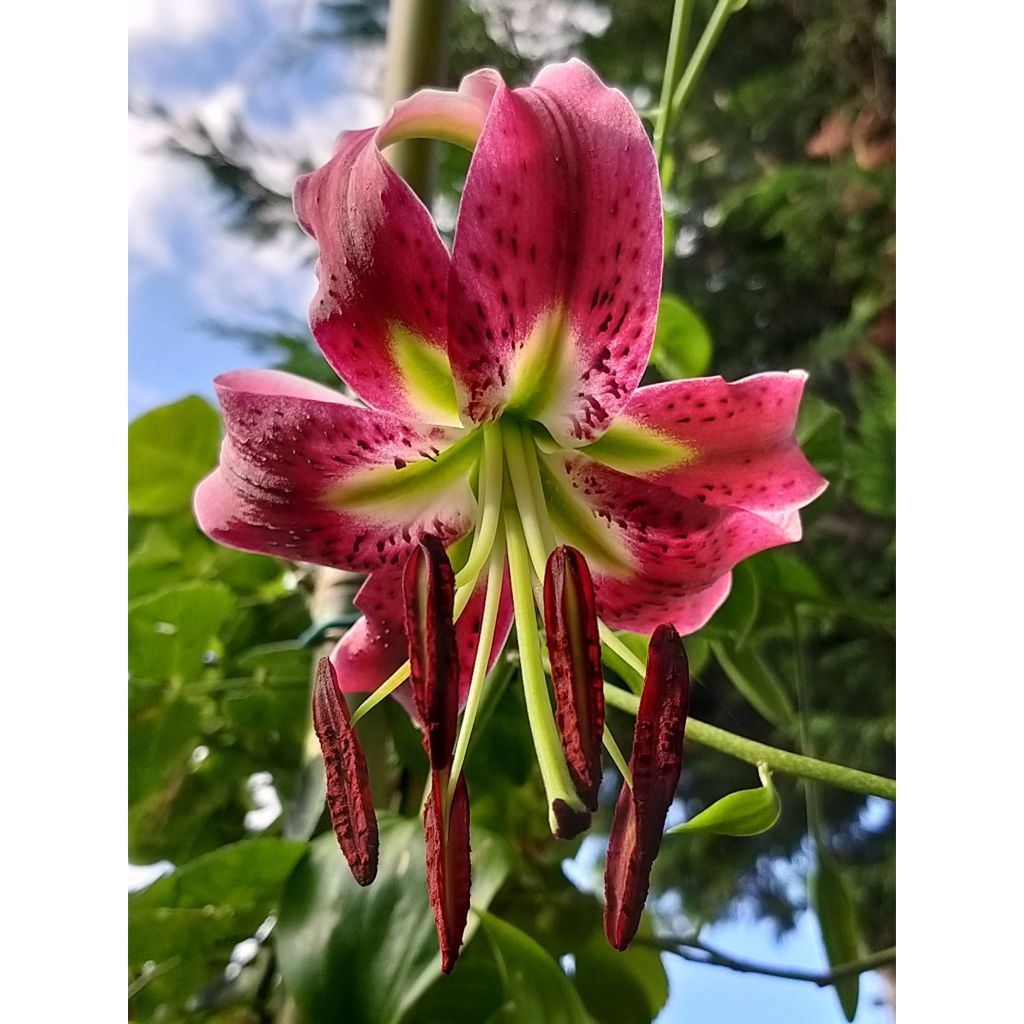 Lilium speciosum rubrum Uchida - Giglio giapponese