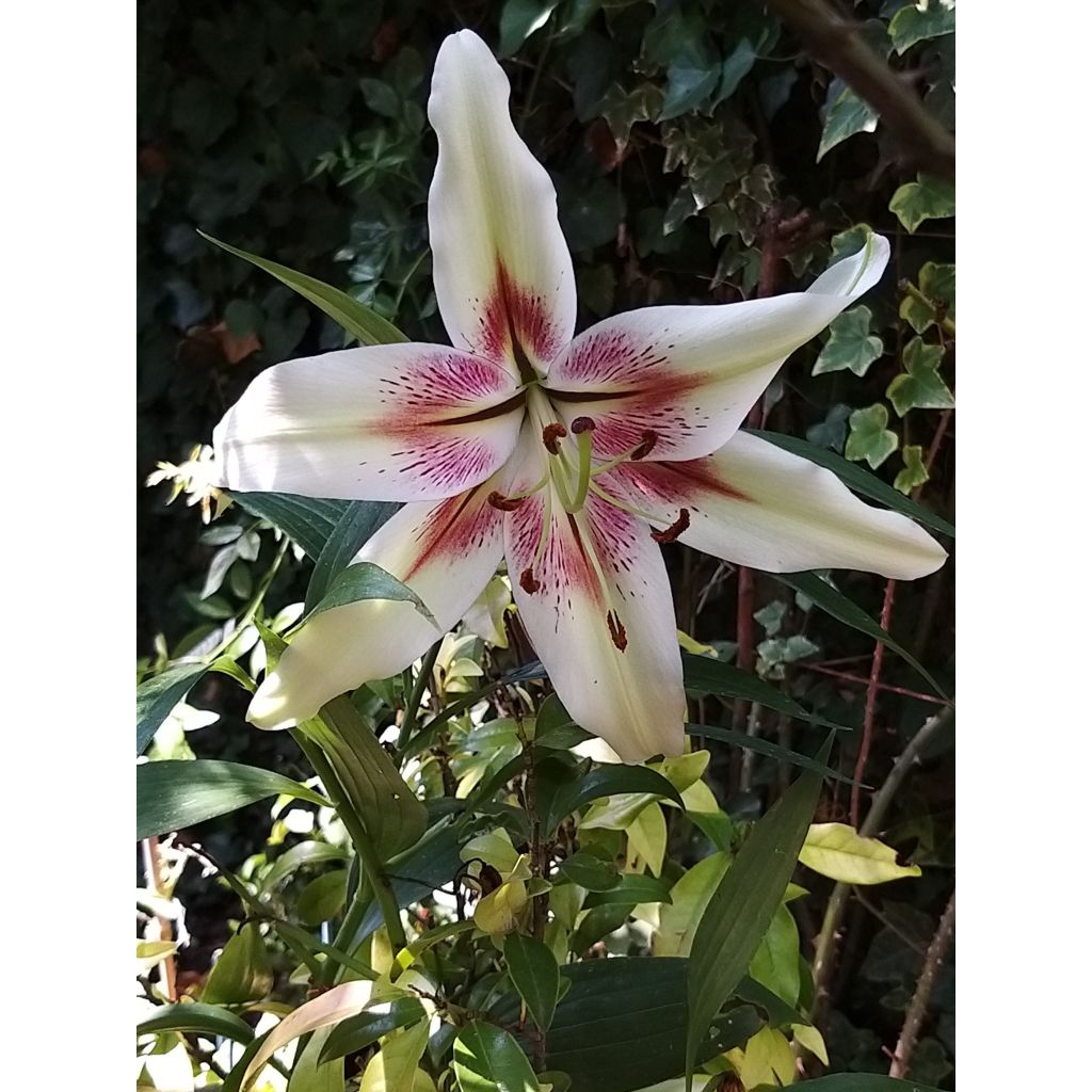 Lilium nepalense - Giglio