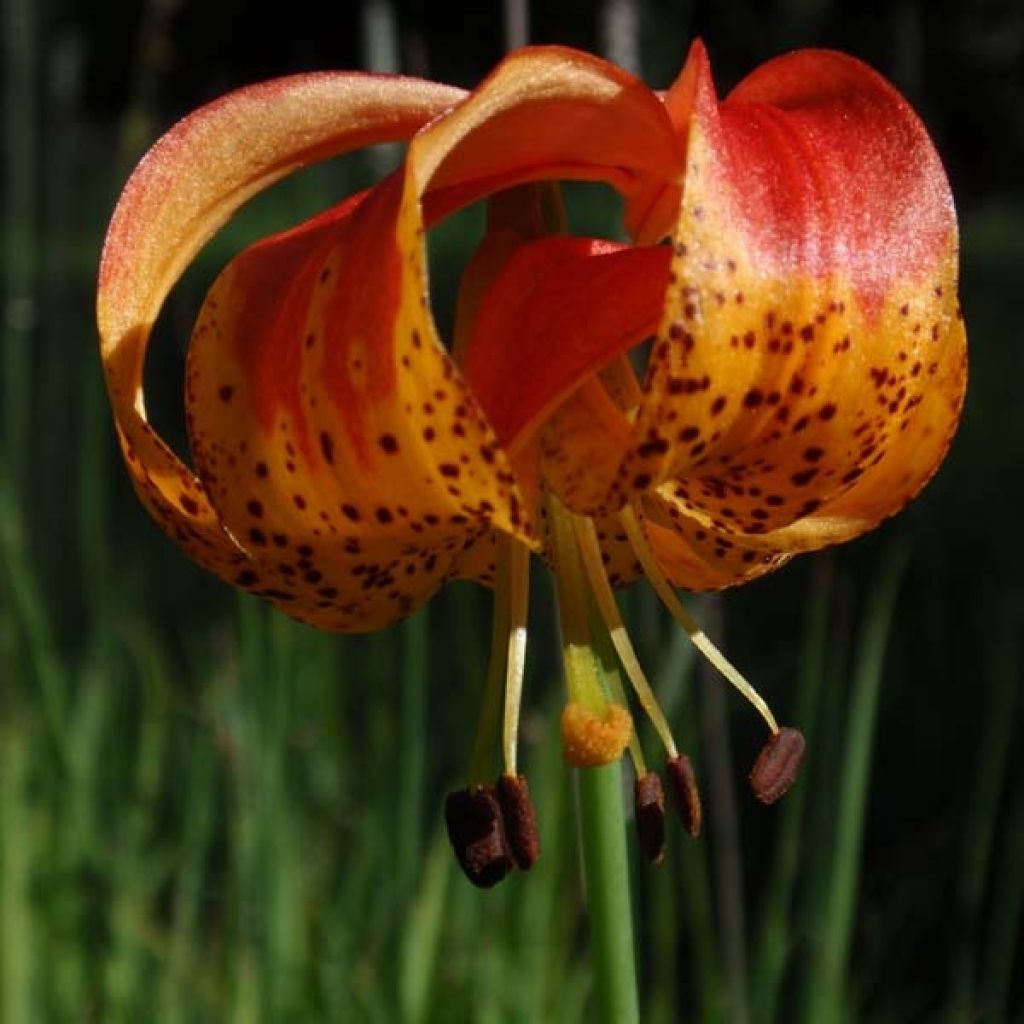 Lilium pardalinum - Giglio leopardo