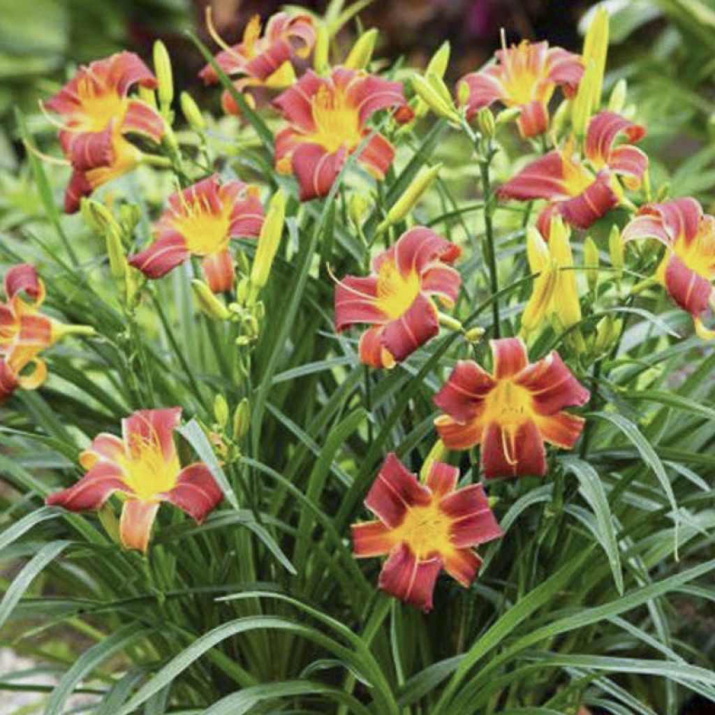 Hemerocallis Everydaylily Red Ribs - Emerocallide