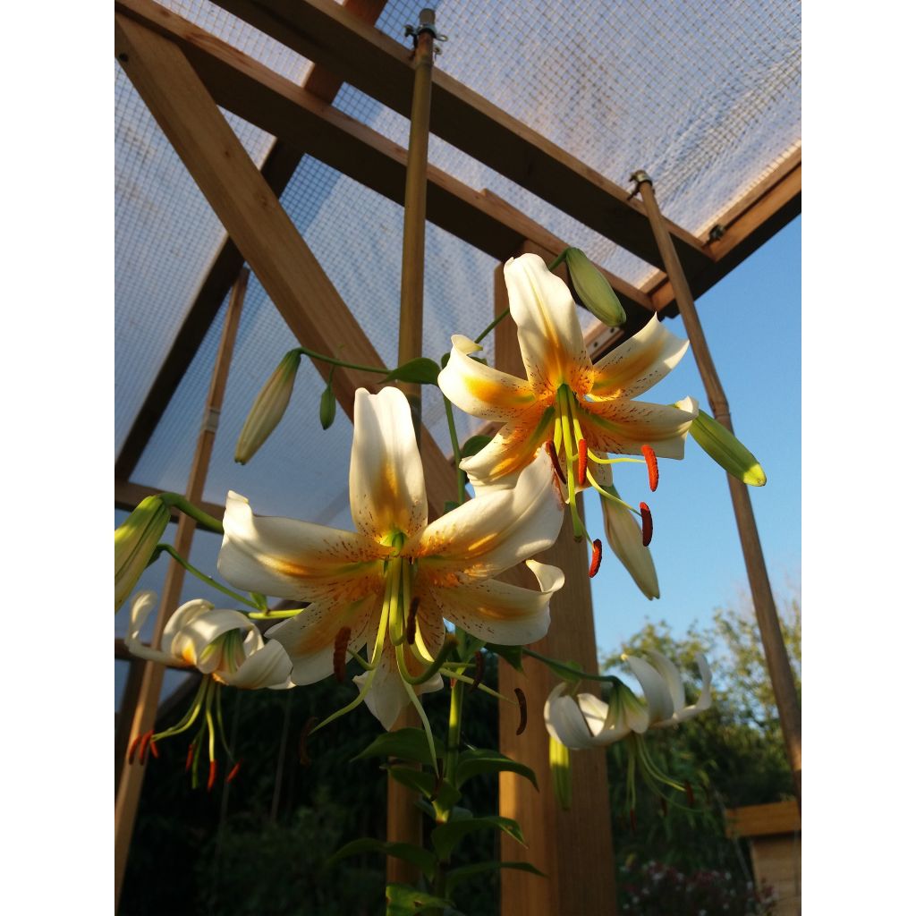 Lilium henryi Lady Alice - Giglio ibrido