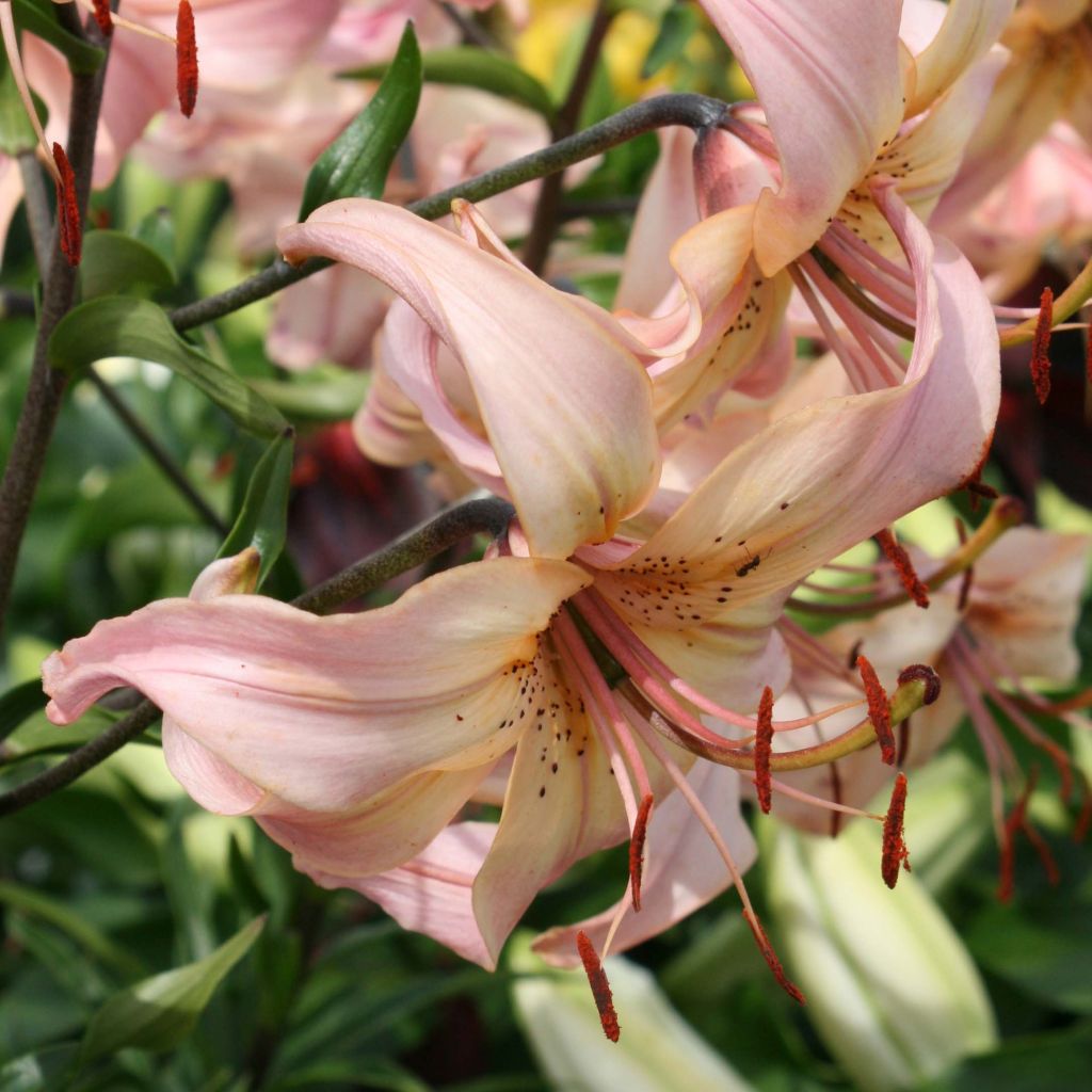 Giglio orientale ibrido Pink Flavour