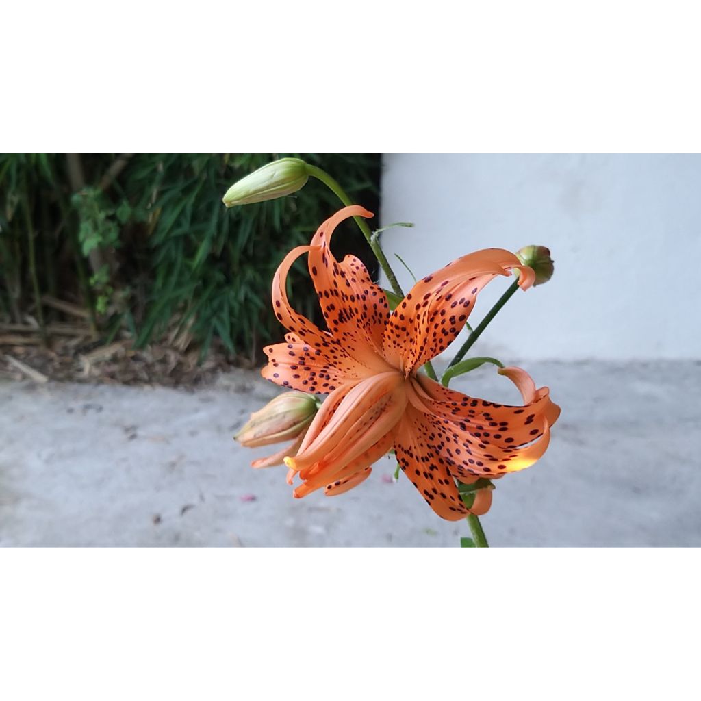 Lilium lancifolium Flore Pleno - Giglio