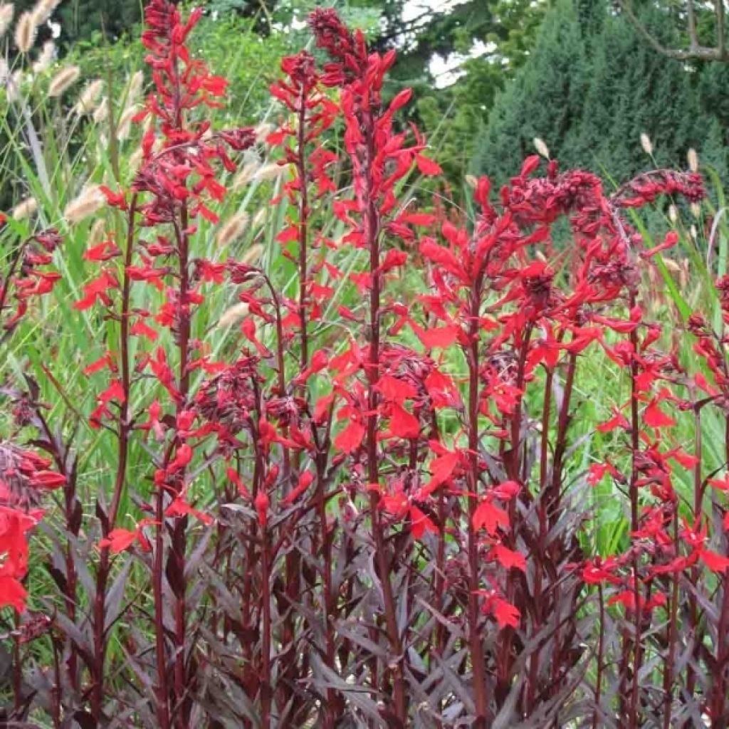 Lobelia Queen Victoria