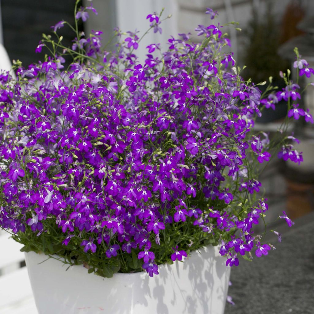 Lobelia Purple Star