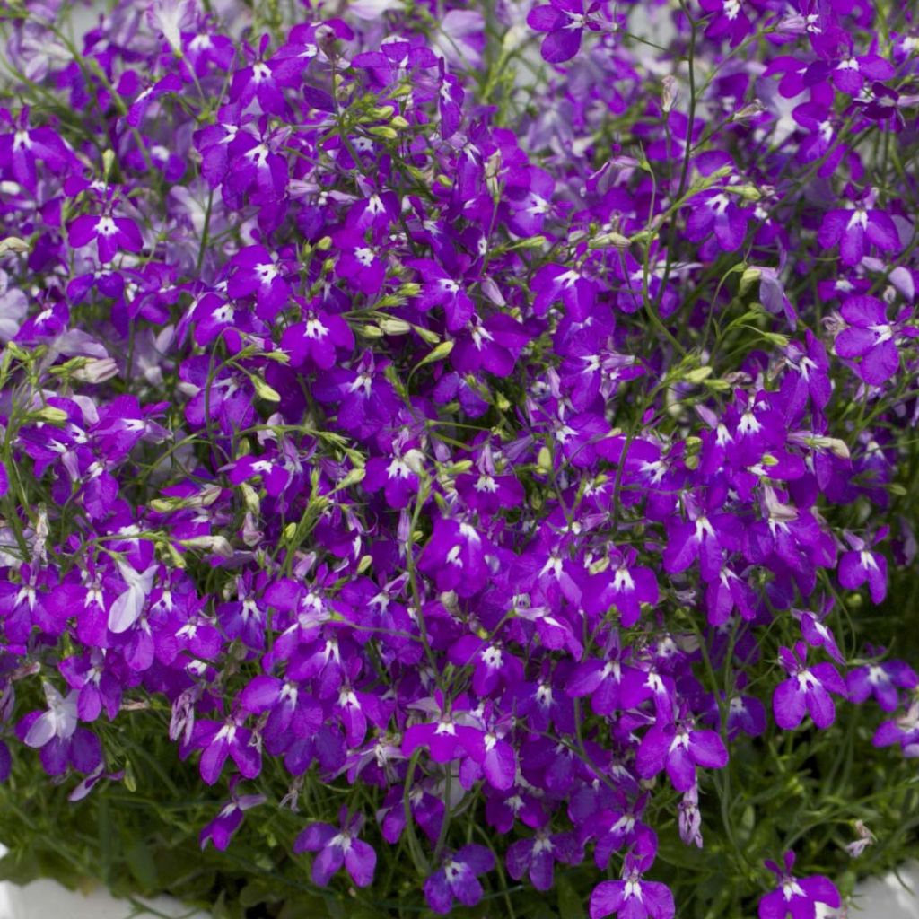 Lobelia Purple Star