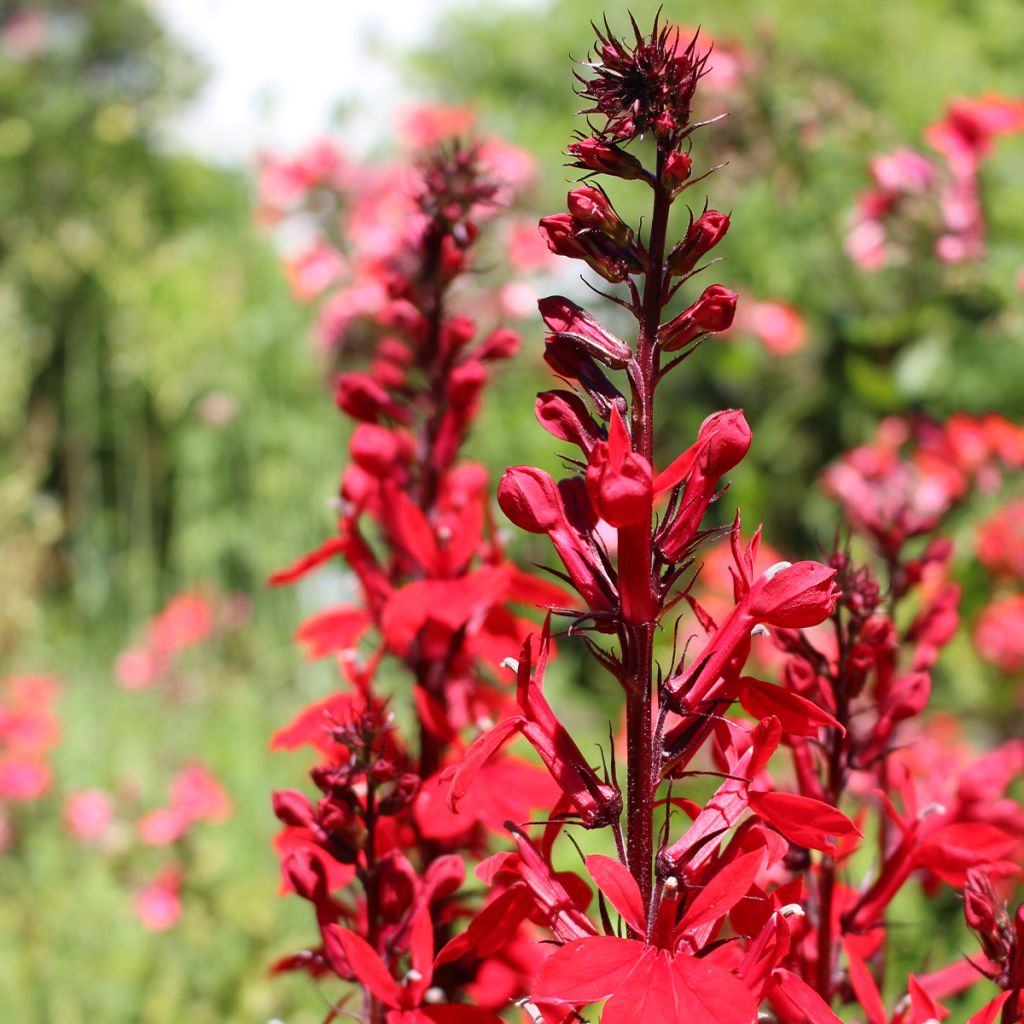 Lobelia speciosa Starship Scarlet