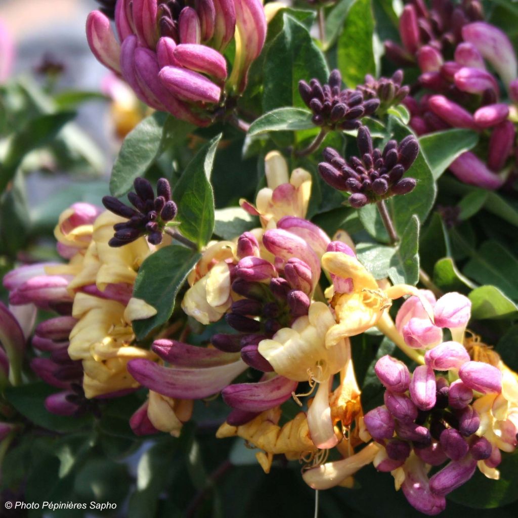 Lonicera periclymenum Chic et Choc - Caprifoglio atlantico