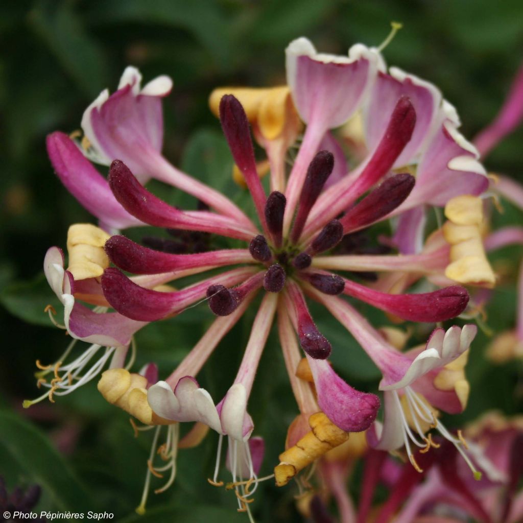 Lonicera periclymenum Chic et Choc - Caprifoglio atlantico