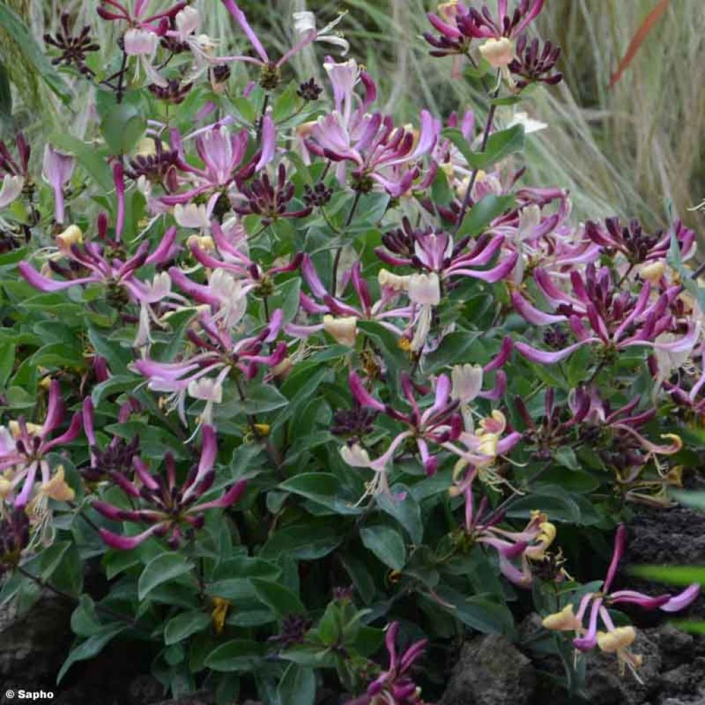 Lonicera periclymenum Chic et Choc - Caprifoglio atlantico