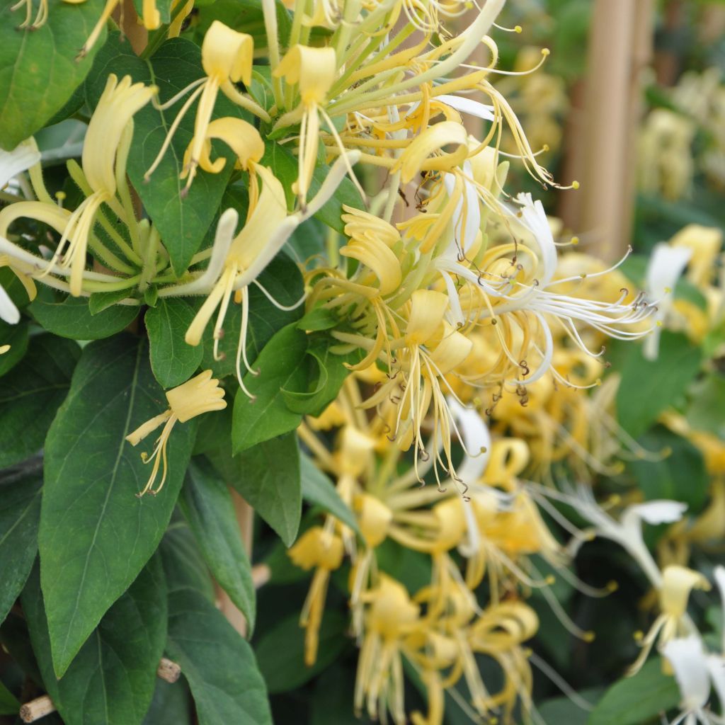 Lonicera similis var. delavayi - Caprifoglio