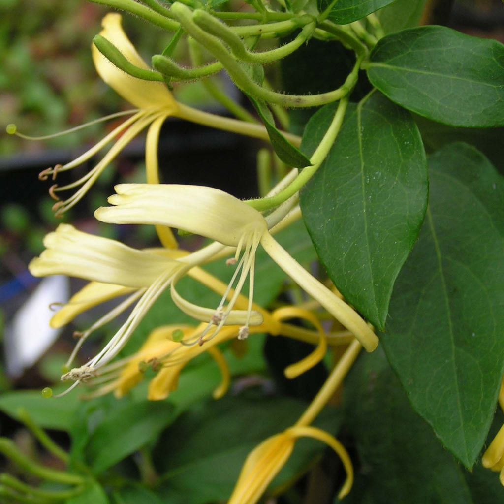 Lonicera similis var. delavayi - Caprifoglio