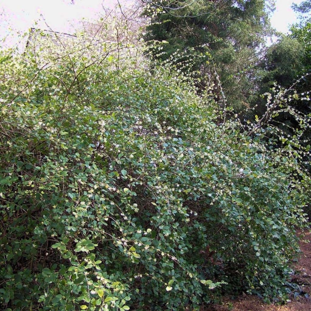 Lonicera fragrantissima - Caprifoglio odoroso