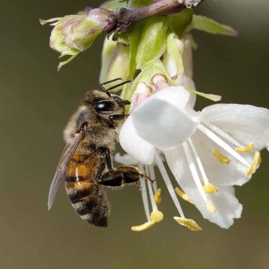 Lonicera fragrantissima - Caprifoglio odoroso