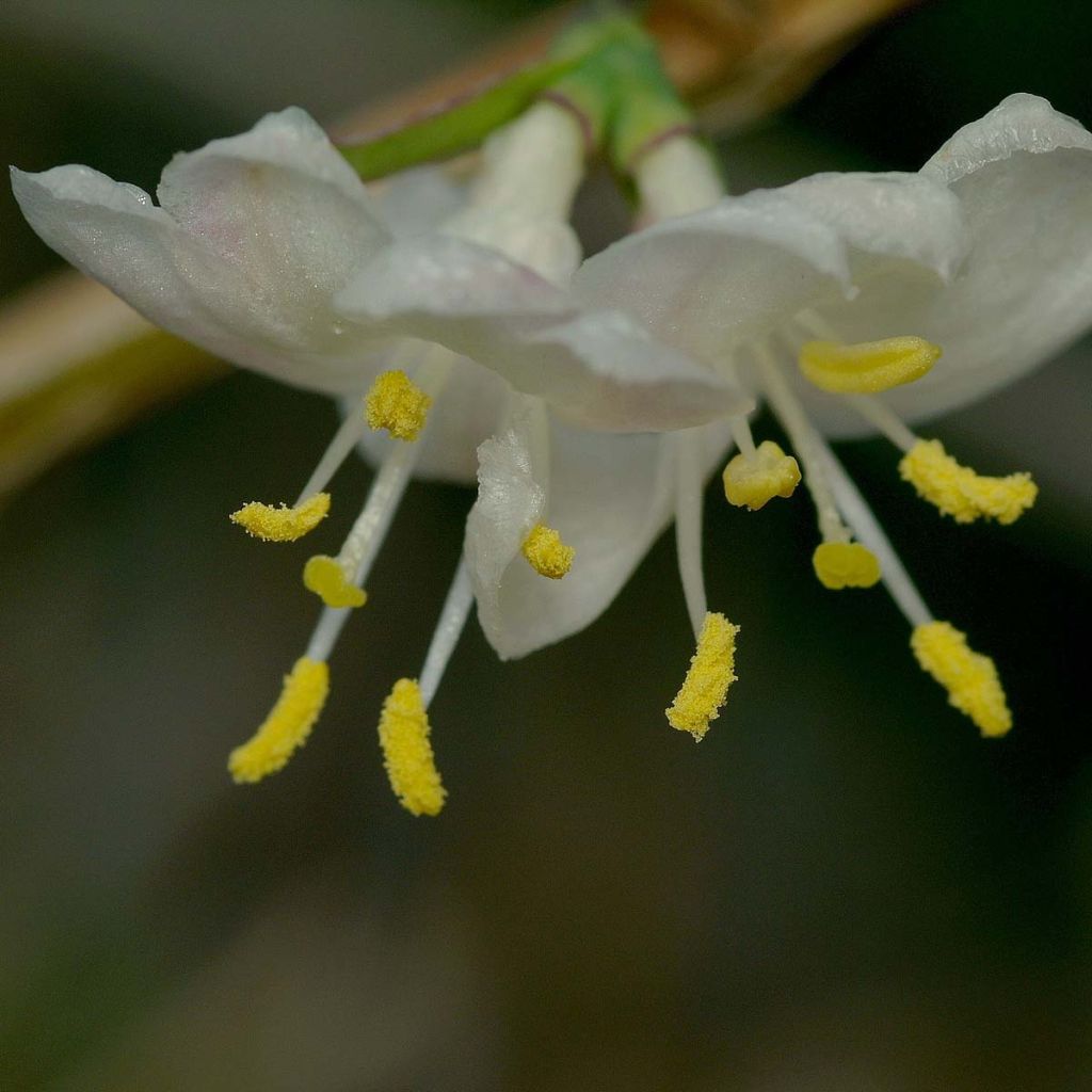 Lonicera fragrantissima - Caprifoglio odoroso