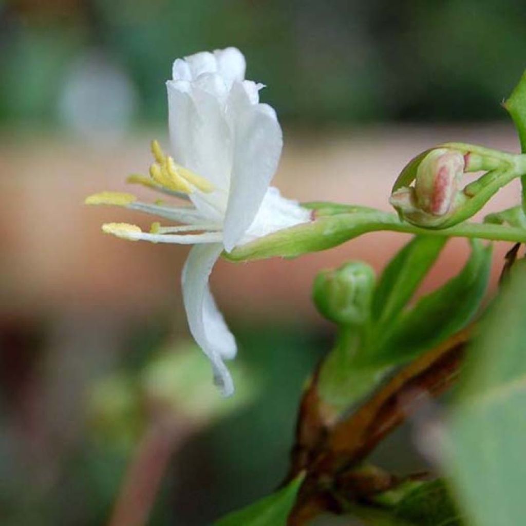 Lonicera fragrantissima - Caprifoglio odoroso