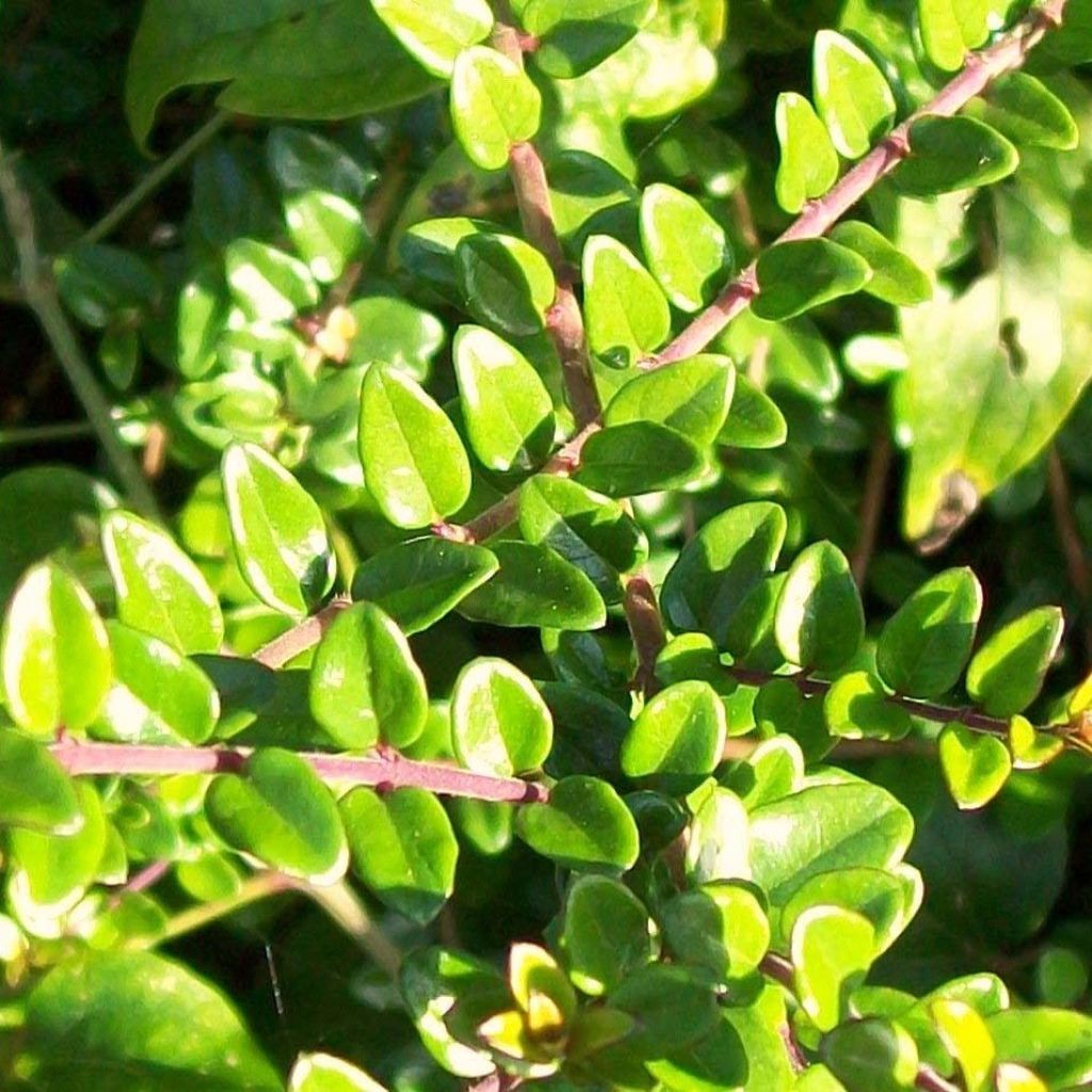 Lonicera nitida - Caprifoglio