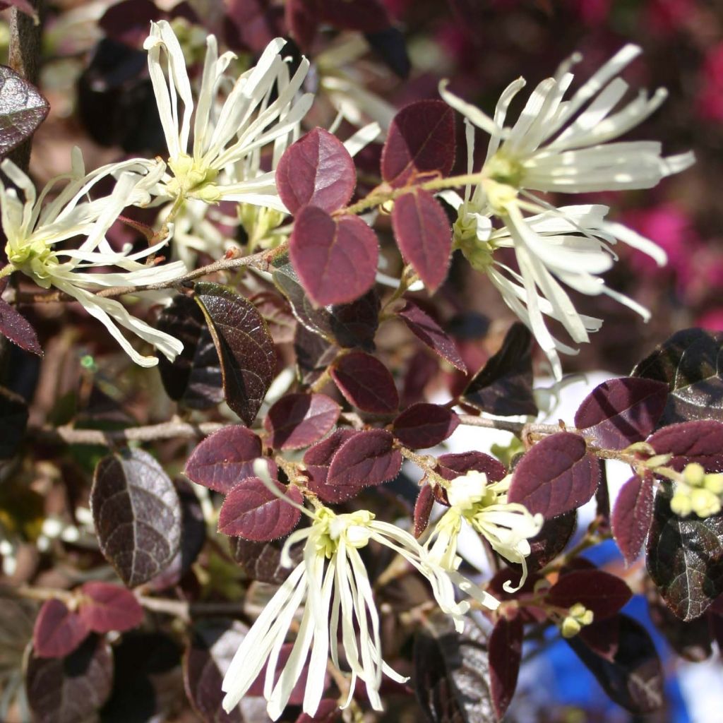 Loropetalum chinense var. rubrum Ruby Snow