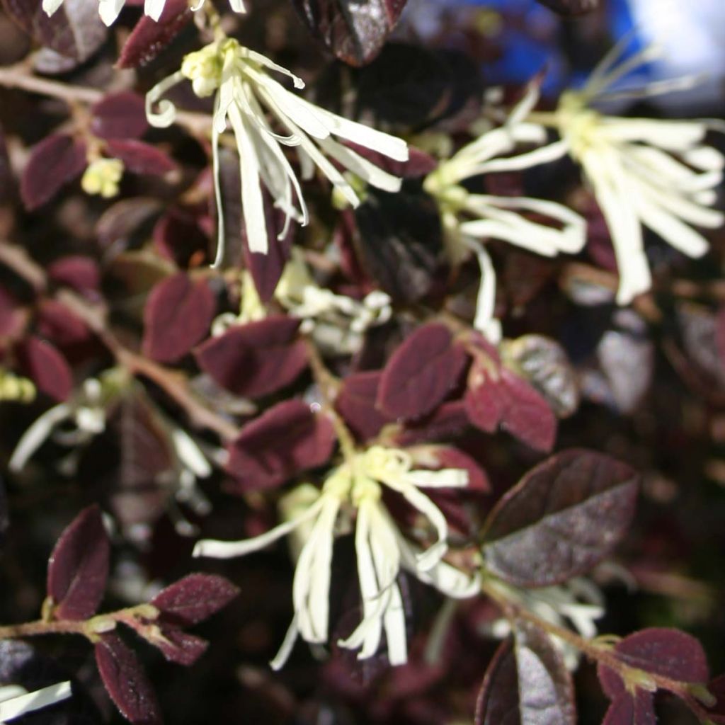 Loropetalum chinense var. rubrum Ruby Snow