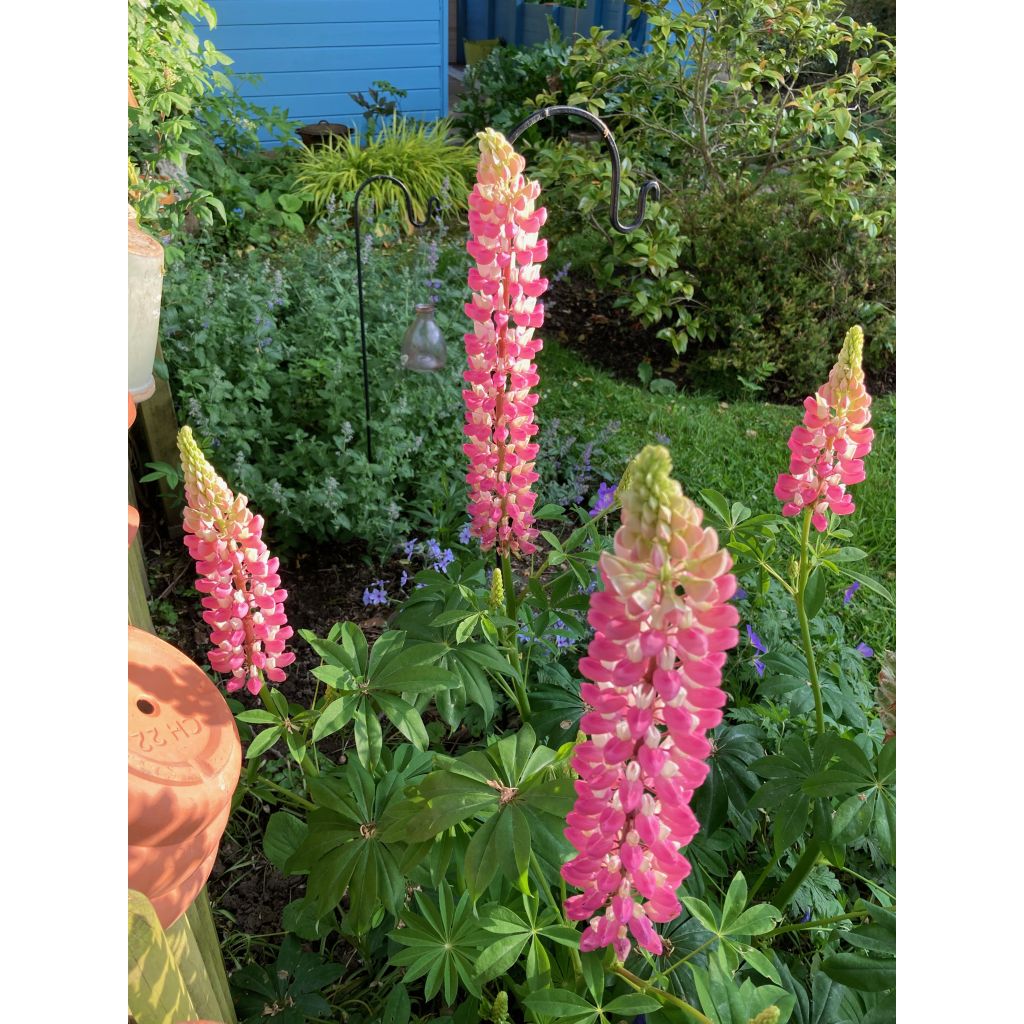 Lupinus The Châtelaine - Lupino