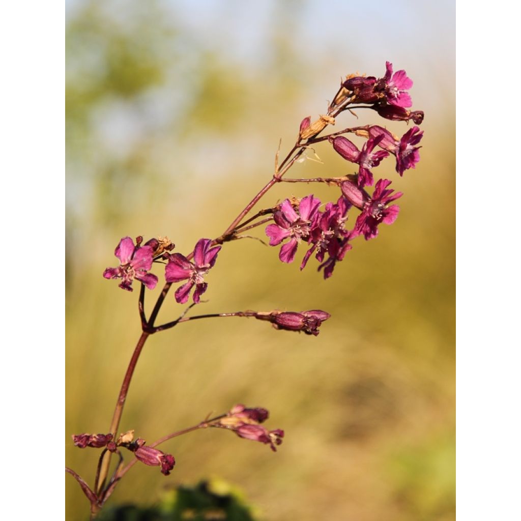 Lychnis viscaria Splendens - Crotonella