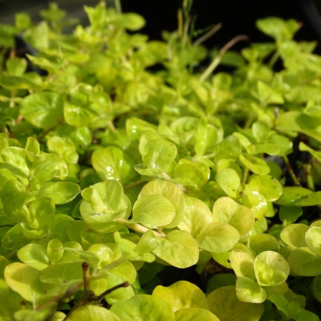 Lysimachia nummularia aurea