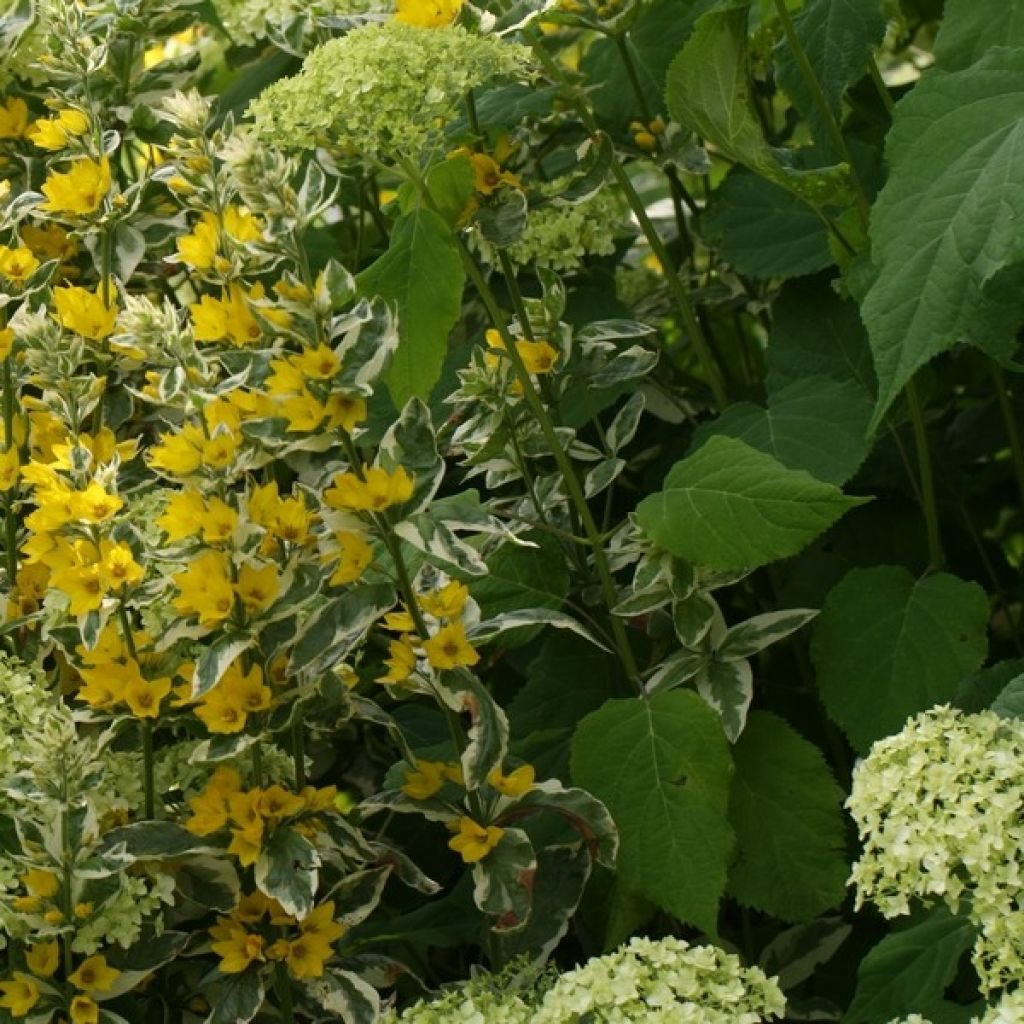 Lysimachia punctata Alexander - Mazza d'oro punteggiata