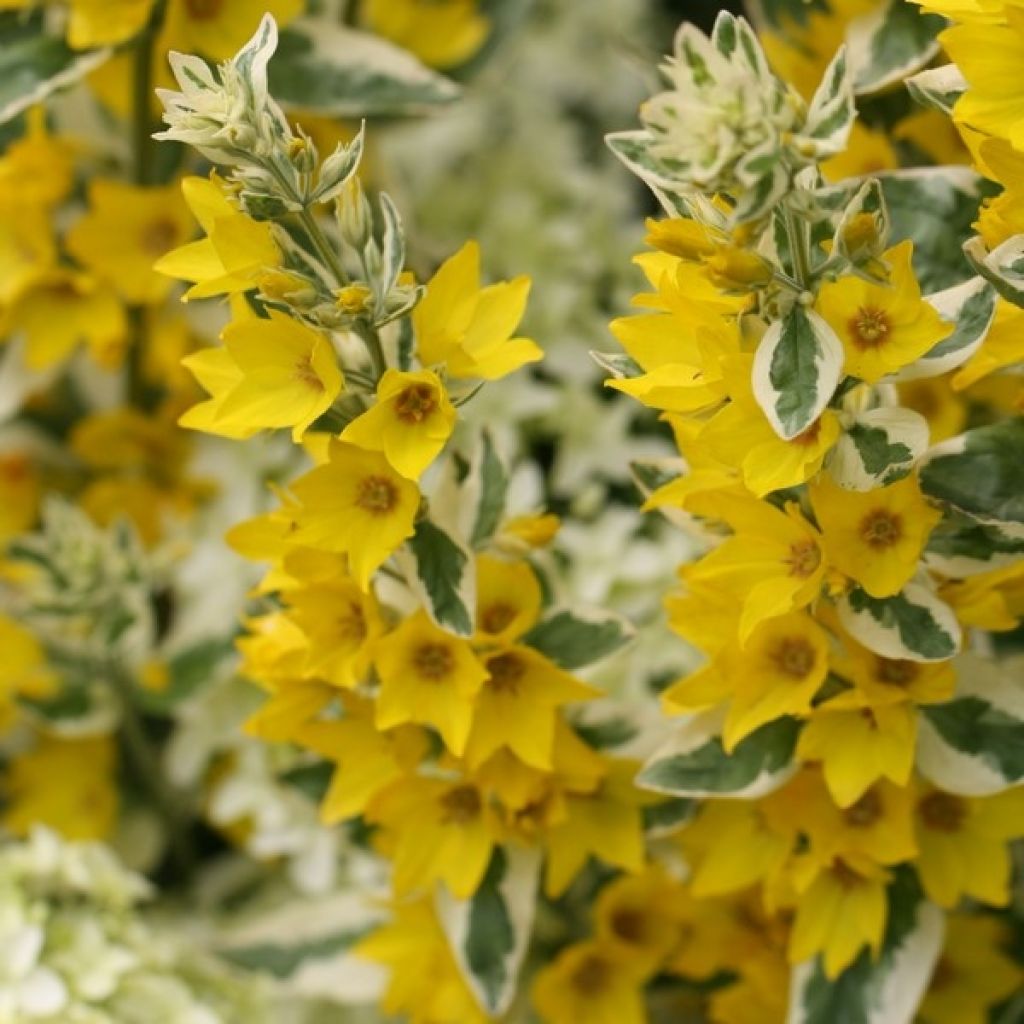 Lysimachia punctata Alexander - Mazza d'oro punteggiata