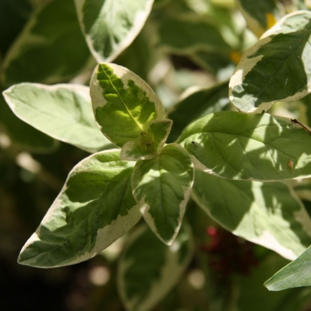 Lysimachia punctata Alexander - Mazza d'oro punteggiata