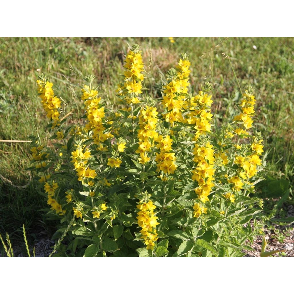 Lysimachia punctata - Mazza d'oro punteggiata