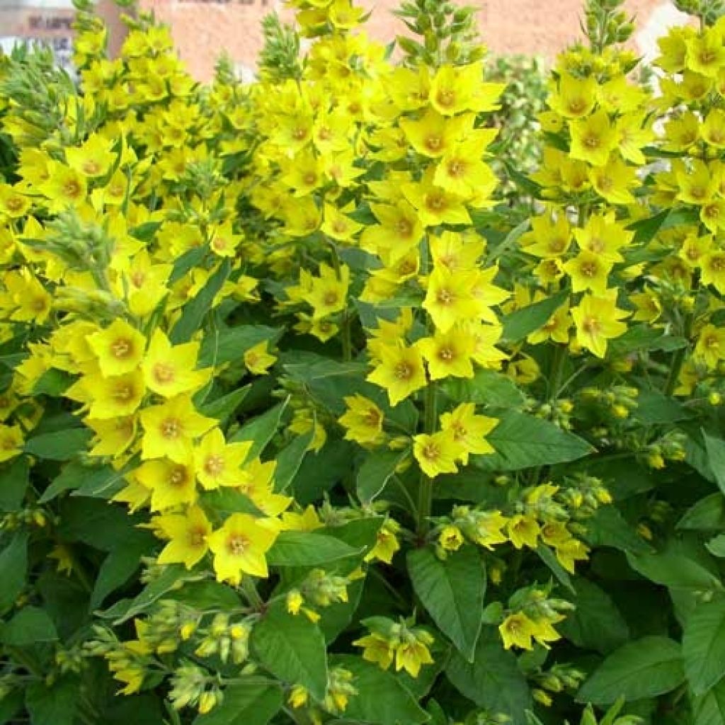 Lysimachia vulgaris - Mazza d'oro comune