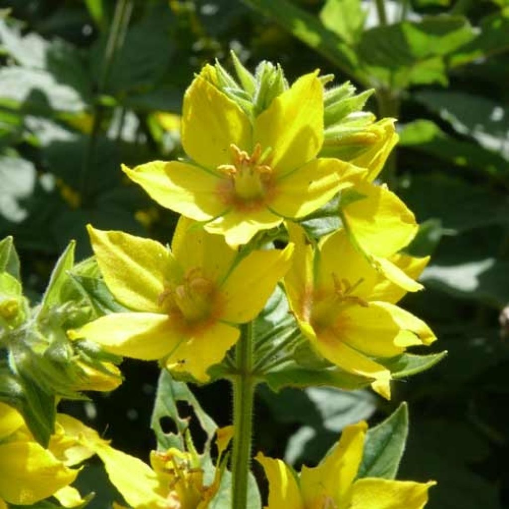 Lysimachia vulgaris - Mazza d'oro comune