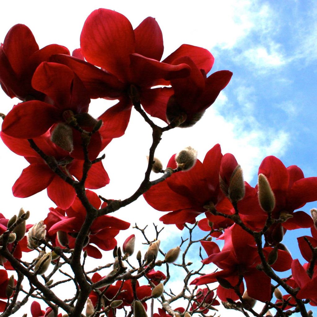 Magnolia Black Tulip