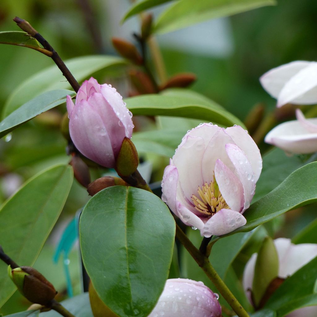 Magnolia Fairy Blush