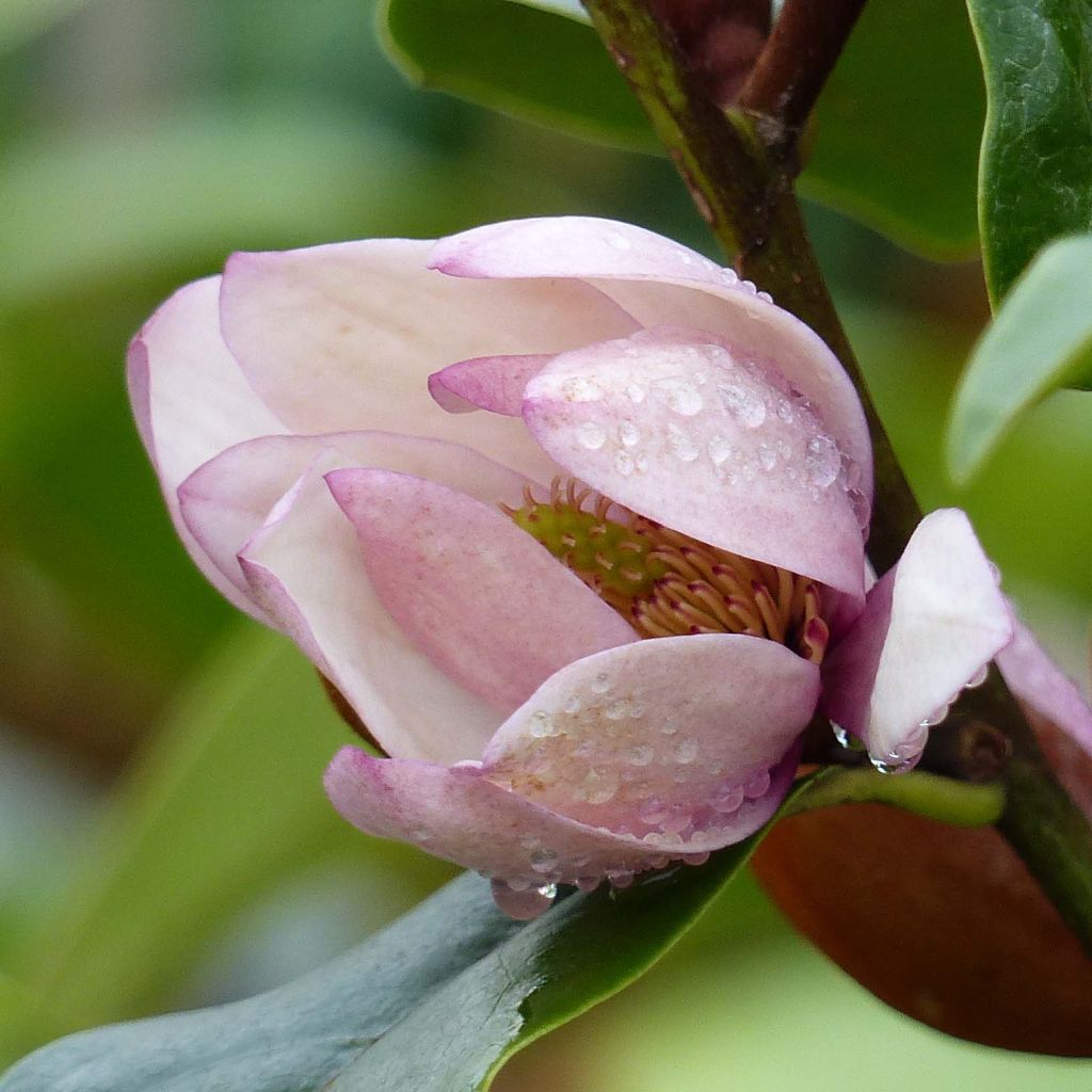 Magnolia Fairy Blush