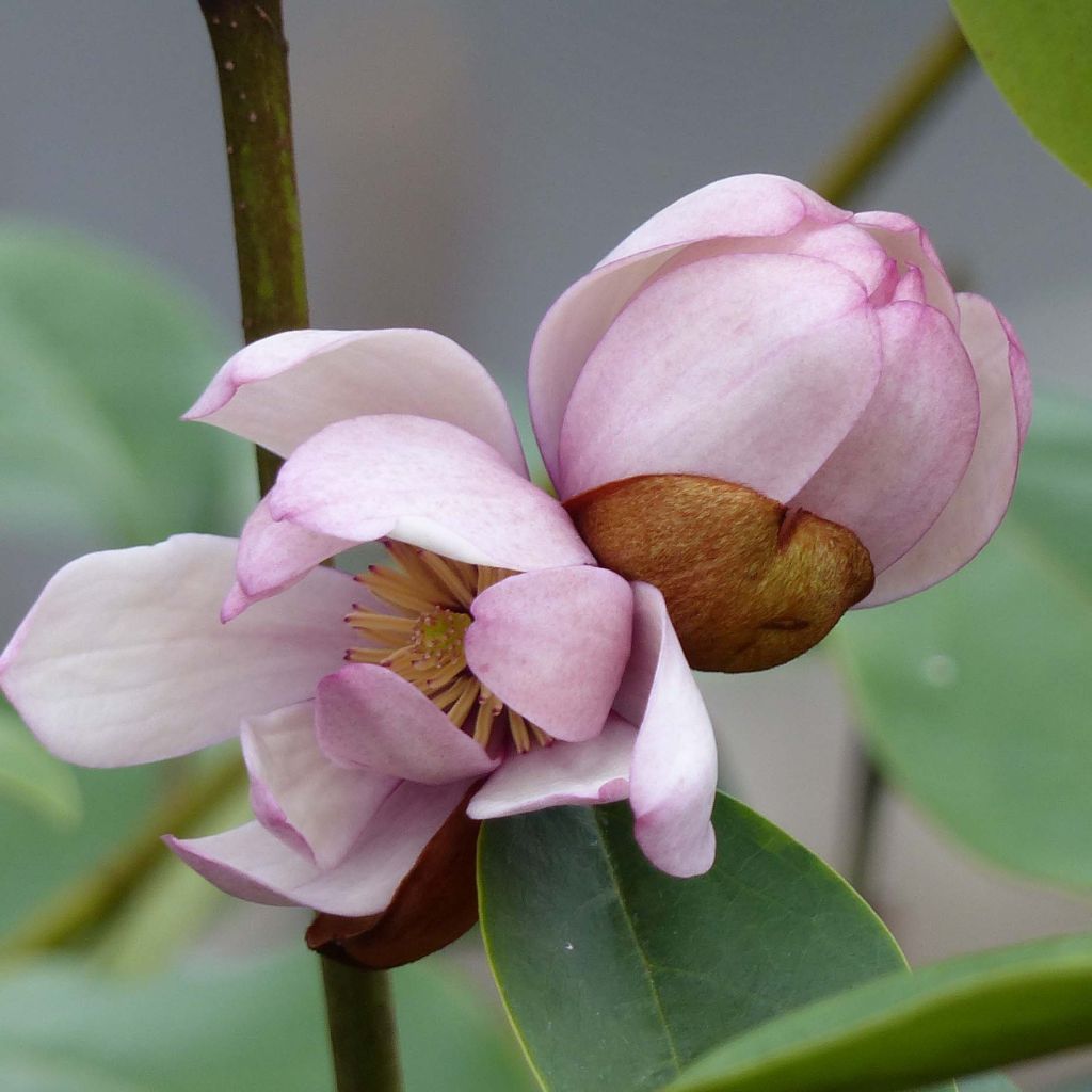 Magnolia Fairy Blush