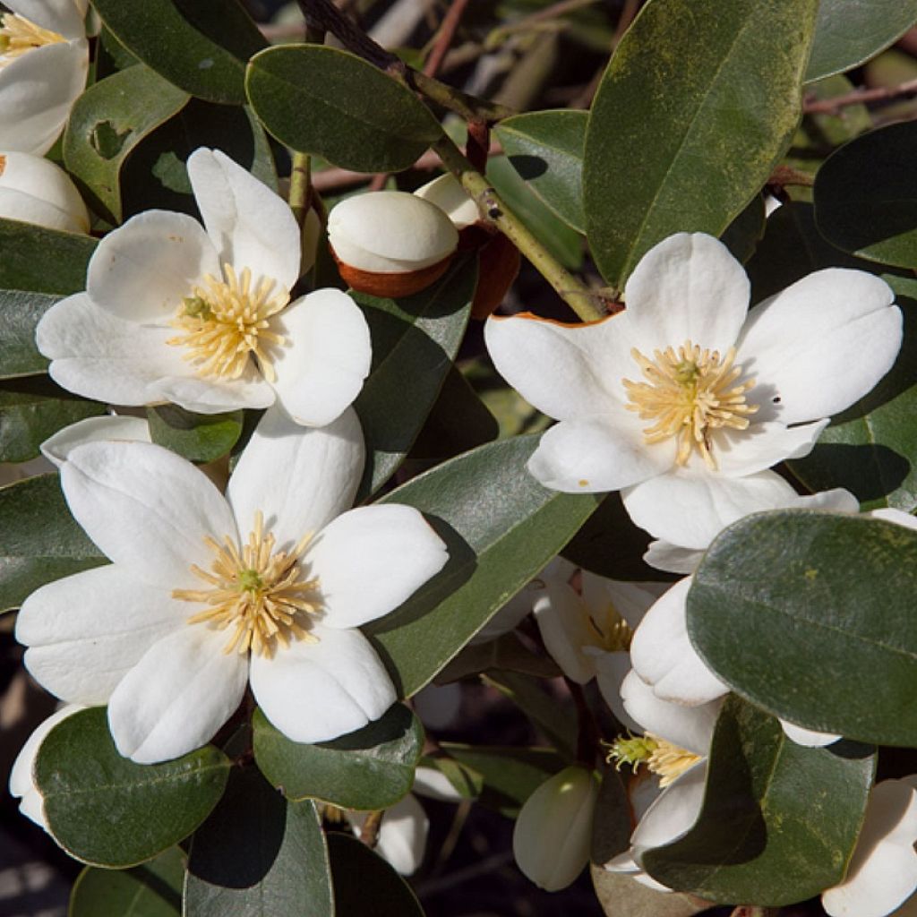 Magnolia laevifolia Achteraan