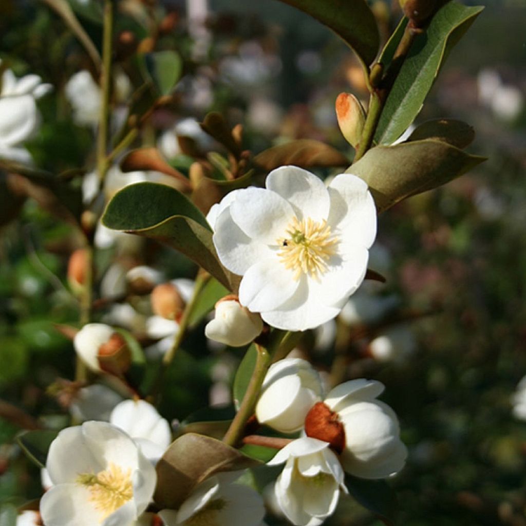 Magnolia laevifolia Achteraan