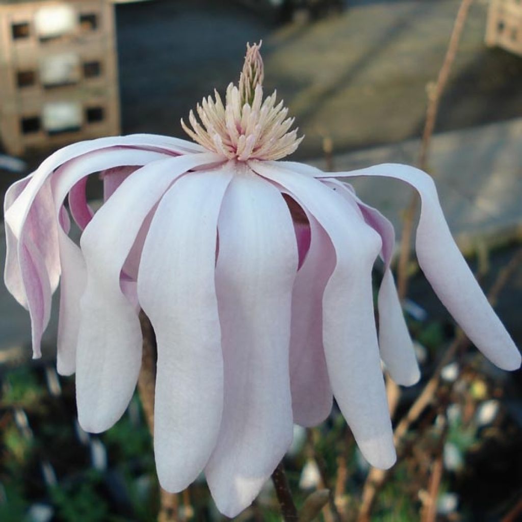 Magnolia loebneri Leonard Messel