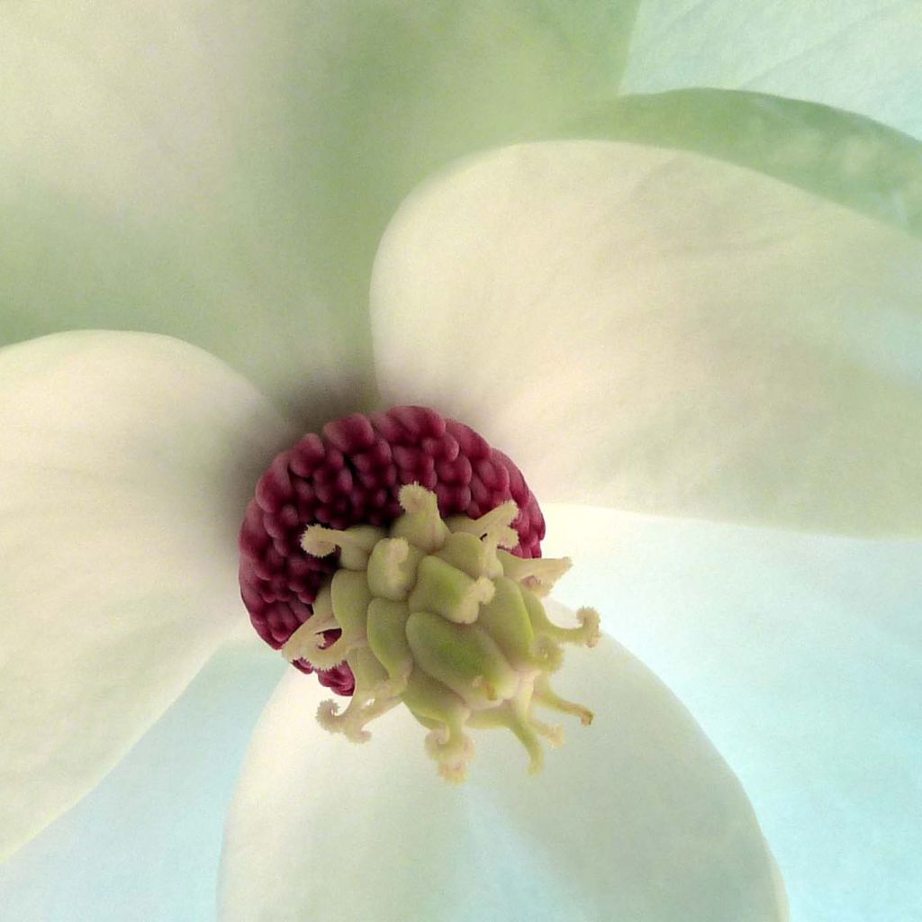 Magnolia sieboldii