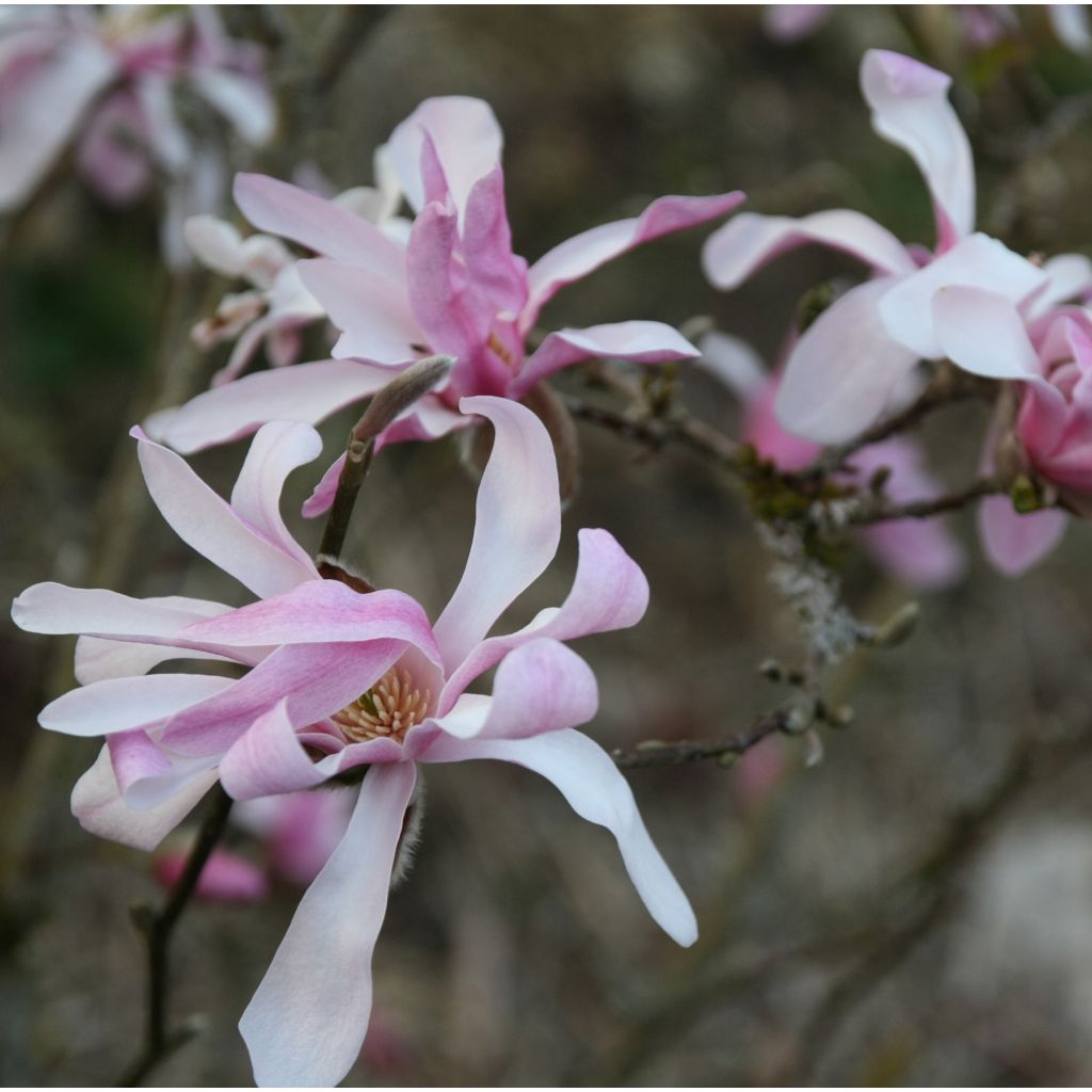 Magnolia Leonard Messel