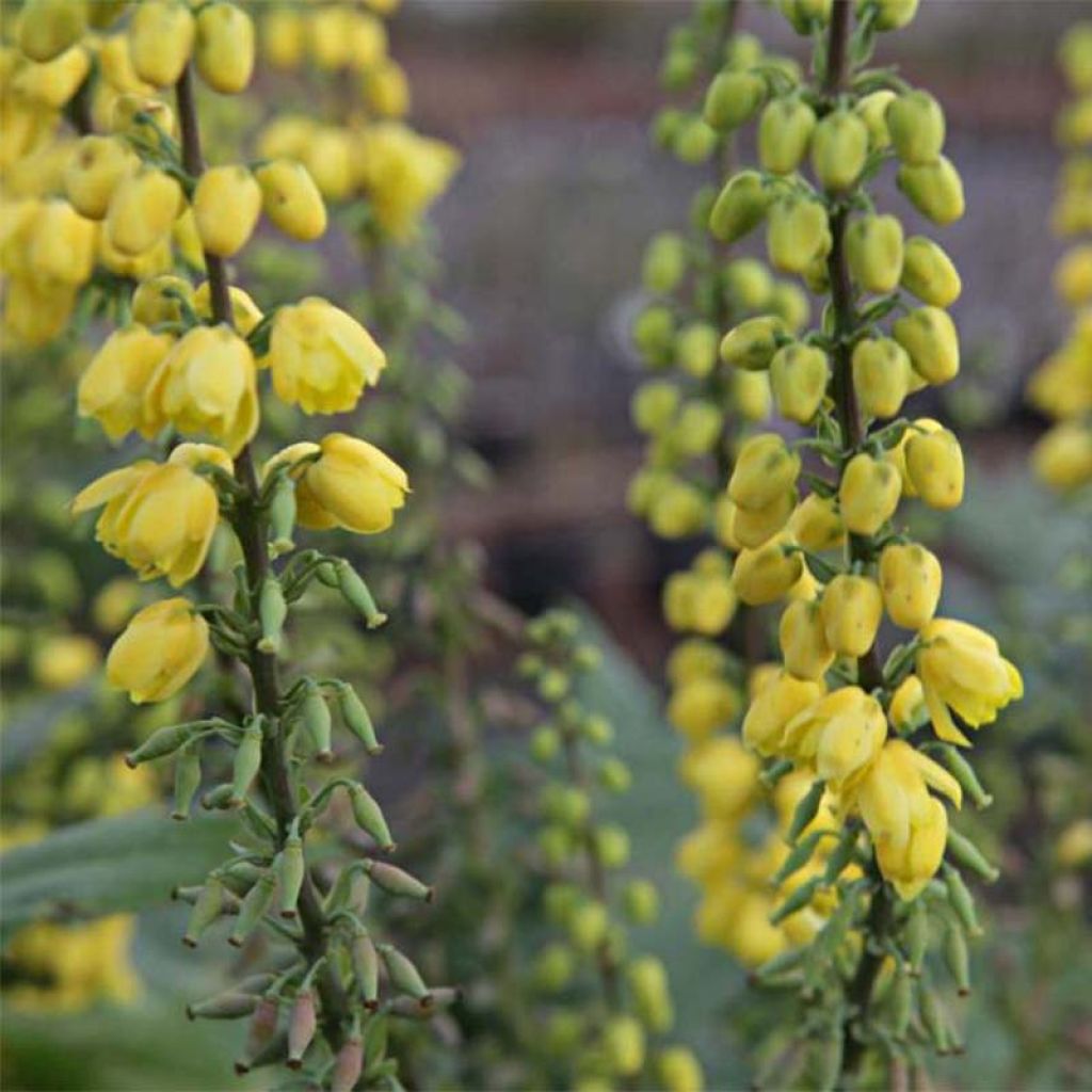 Mahonia media Winter Sun