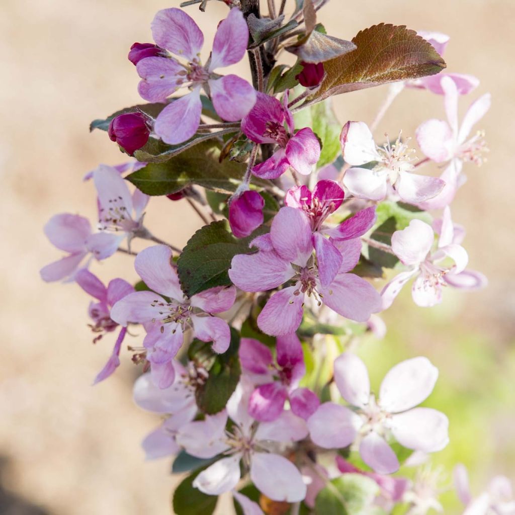 Malus transitoria Appletini Gulliver - Melo ornamentale