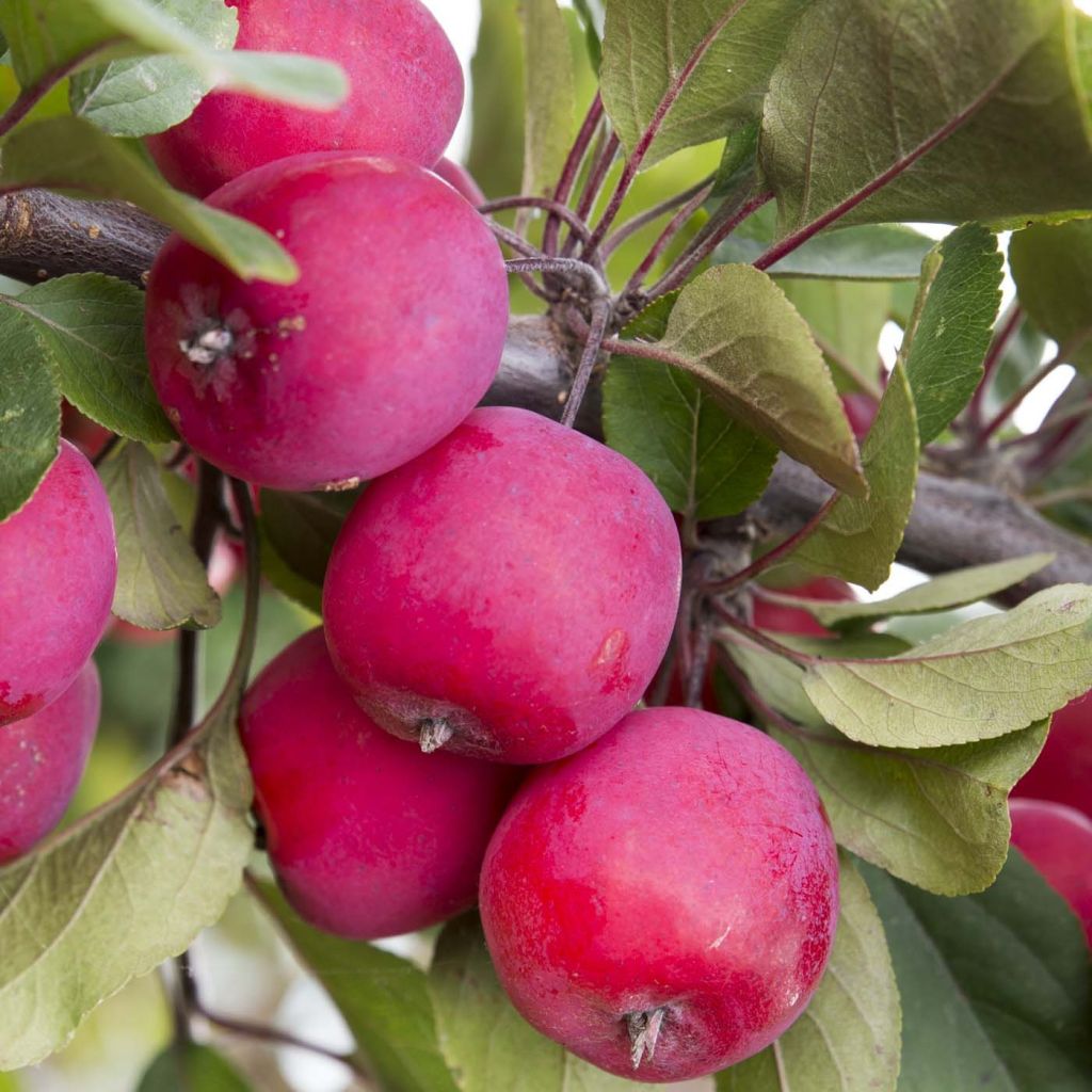 Malus transitoria Appletini Gulliver - Melo ornamentale