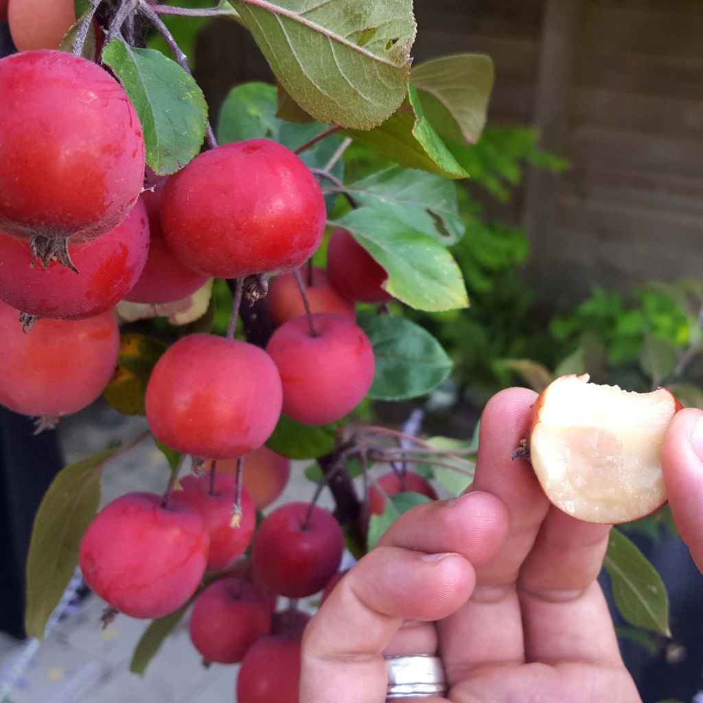 Malus transitoria Appletini Gulliver - Melo ornamentale