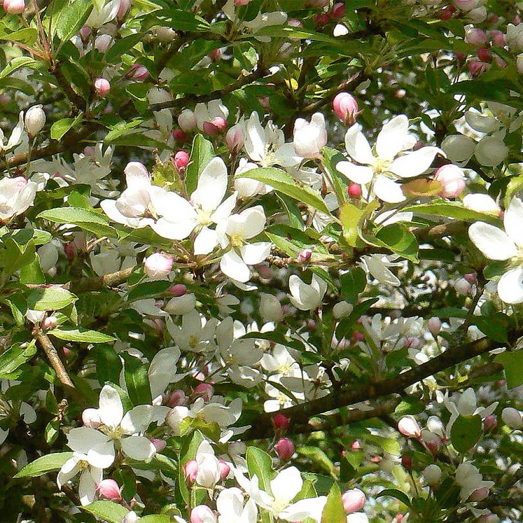 Malus Comtesse De Paris - Melo da fiore