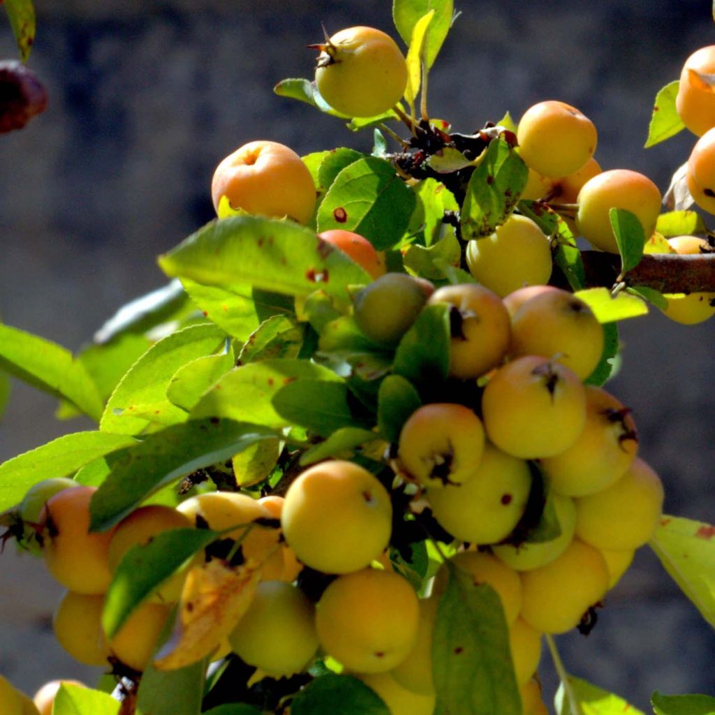 Malus Golden Hornet - Melo da fiore