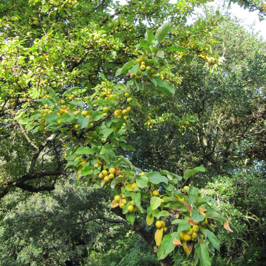 Malus Golden Hornet - Melo da fiore